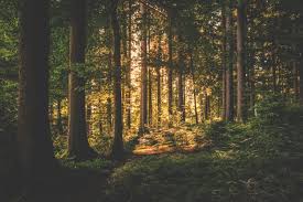 Forêt2019 - joint Session of the ECE Committee on Forests and the Forest Industry and the FAO European Forestry Commission